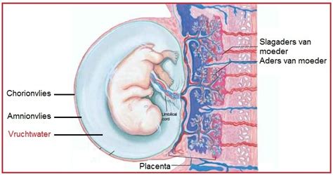 Echobeeld dat overtollig vruchtwater toont rondom de foetus