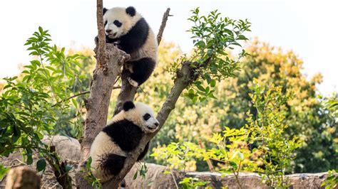 Illustratie van een reuzenpanda in zijn natuurlijke habitat met bamboe.