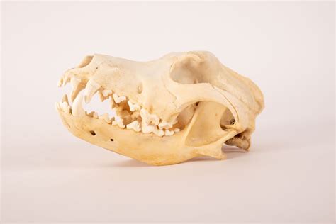 Gedetailleerde afbeelding van de schedel en tanden van een reuzenpanda, met nadruk op de brede kiezen.