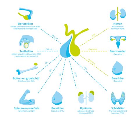 Infographic die de hormonen prolactine en oxytocine visualiseert