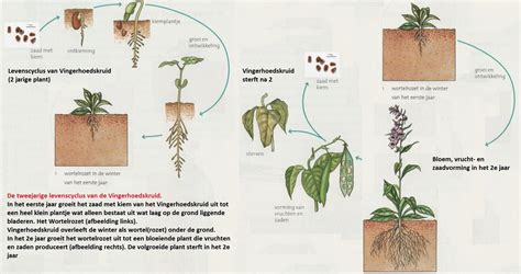 Schema van de levenscyclus van een premature baby, met nadruk op lange termijn gevolgen