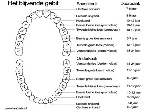 Grafische weergave van de ontwikkeling van het kindergebit, van melktanden tot blijvend gebit.
