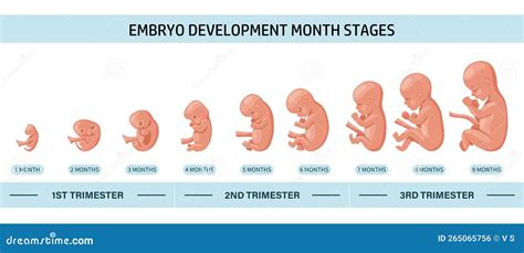 Vergelijking van de grootte van een embryo met een zandkorrel