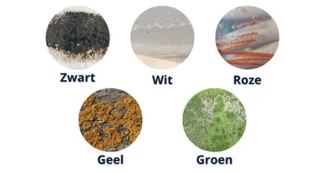 Illustratie van verschillende soorten schimmel op een matras (zwart, roze, groen)