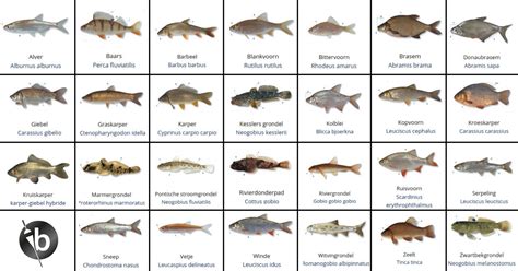 Afbeelding van diverse vissoorten, met nadruk op gekookte vis en het vermijden van rauwe of gerookte varianten.