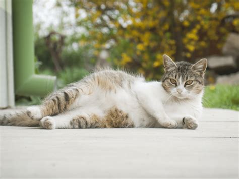 Dierenarts die de buik van een drachtige poes aftast om vruchtblaasjes te voelen
