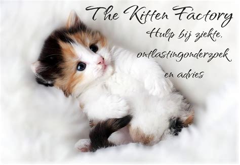 Een poes die zich terugtrekt in een speciaal ingerichte kraamdoos