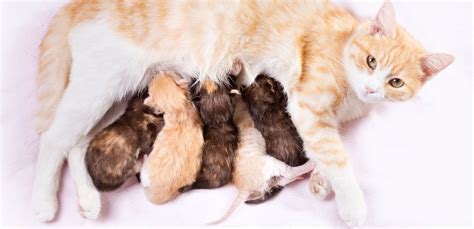Pasgeboren kittens die bij hun moeder drinken