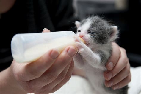 Een kitten dat gevoerd wordt met een spuitje kunstmelk