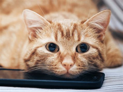 Overzicht van belangrijke signalen en wanneer de dierenarts te bellen tijdens de bevalling van een kat