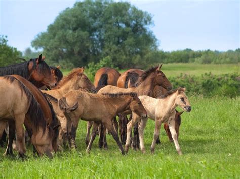 Een groep jonge veulens op de weide