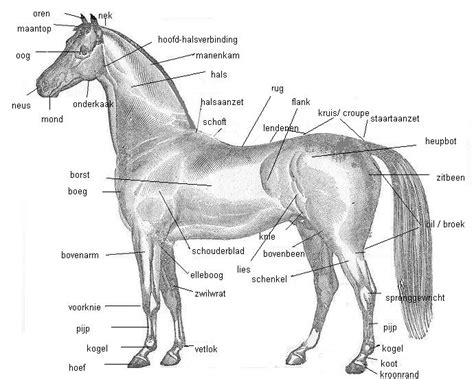 Anatomie van de uier bij een paard