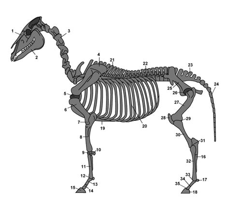 Illustratie van het paardenskelet met benoemde botten