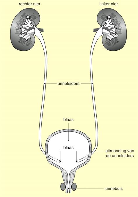 Diagram van de menselijke nieren en urinewegen met mogelijke afwijkingen