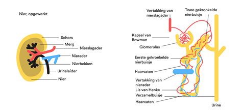 Illustratie van een mononier, waarbij één nier de functie van twee nieren overneemt