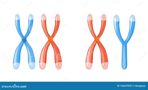 Illustratie van X- en Y-chromosomen en hun rol in geslachtsbepaling.