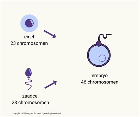 Schematische weergave van een embryo met een normaal en een abnormaal aantal chromosomen.