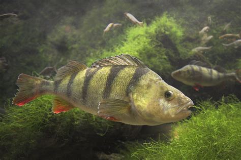 een kind dat voorzichtig een baars vasthoudt met behulp van een onthaaktang