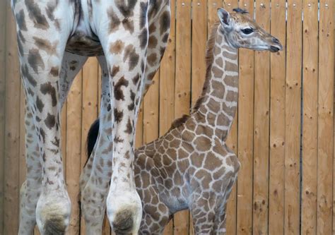 Noordelijke giraf met kenmerkende vlek in de vorm van een vraagteken
