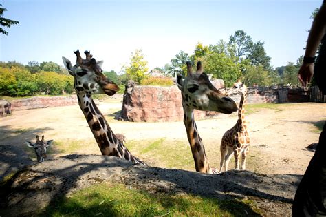 Giraffenverblijf in GaiaZOO