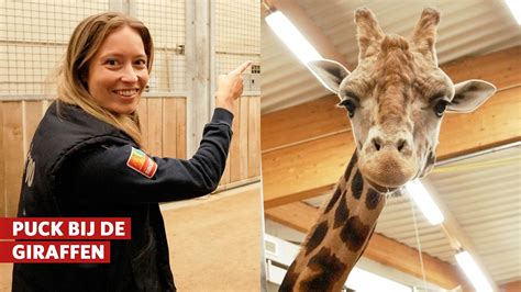 Giraffenstal in Burgers' Zoo