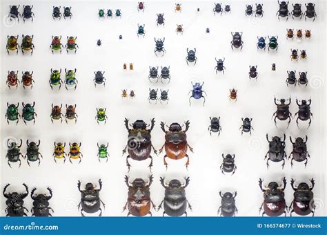 Een vloot van diverse Volkswagen Kevers, waaronder cabriolets, in verschillende kleuren.