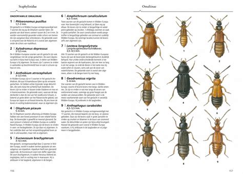 Een overzicht van verschillende Kever modellen met hun namen.