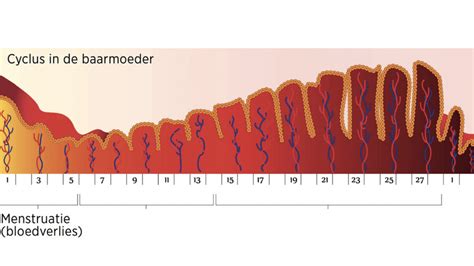 Schema van de vrouwelijke voortplantingscyclus, met focus op de eisprong