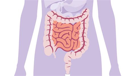 Infographic die de reis van bacteriën van de moedertepel via moedermelk naar de darmen van een baby illustreert, met vermelding van de duur van het effect op de darmflora.