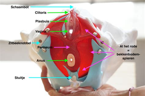 illustratie van de vrouwelijke bekkenbodemspieren