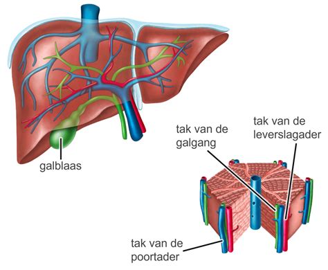 Illustratie van de lever met een aanduiding van een adenoom, en een symbool dat zwangerschap aanduidt, om de relatie tussen leveradenomen en zwangerschap te visualiseren.