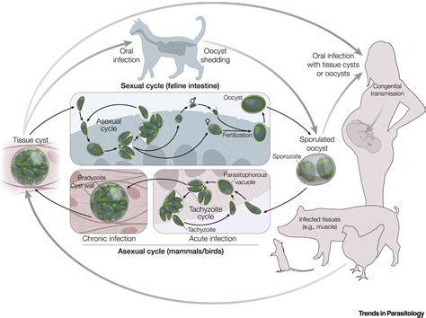 Schematische weergave van de levenscyclus van Toxoplasma gondii met focus op de rol van katten en indirecte besmetting.