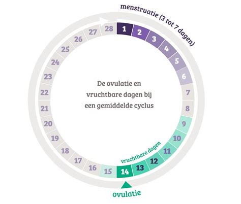 Schema van de vrouwelijke cyclus met focus op vruchtbare dagen en ovulatie.