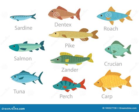 Illustratie van diverse vissoorten, met nadruk op gezonde opties voor zwangere vrouwen.