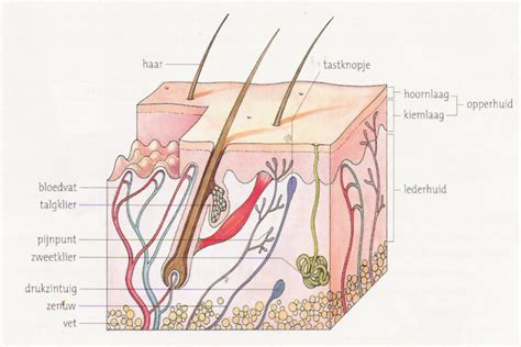 Diagram dat de functie van de huidbarrière uitlegt