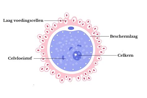 Illustratie van een vrouw die een eicel doneert en een vrouw die een eicel ontvangt, met pijlen die het proces van IVF weergeven.