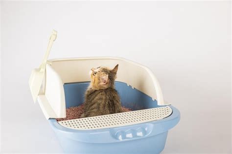 Illustratie van een schone, goed onderhouden kinderwagen