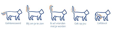 Illustratie van een typisch krolse poes met gebogen rug en opgeheven staart.