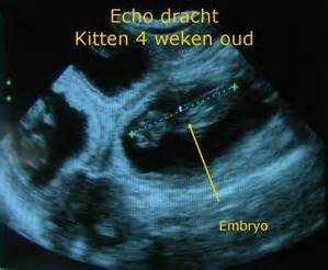 Echo van een drachtige poes, waarop kittens te zien zijn.