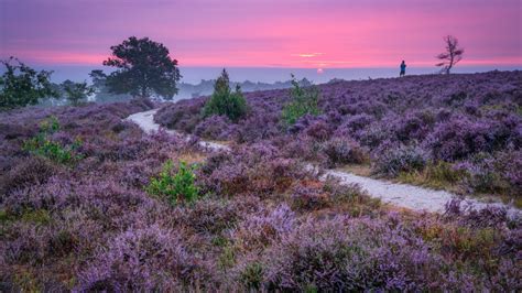Uitzicht over de heidevelden van de Sallandse Heuvelrug