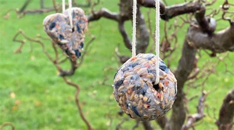 Verschillende soorten zelfgemaakt vogelvoer in een tuin.