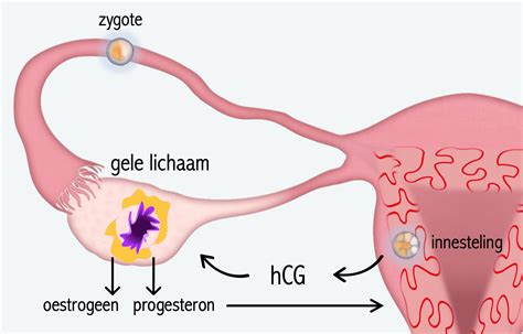 illustratie van het IVF-proces: stimulatie, punctie, bevruchting, terugplaatsing