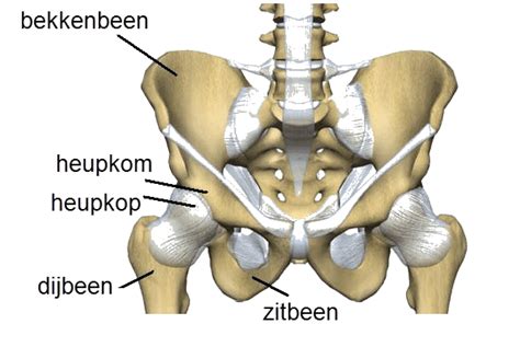 afbeelding van het bekken met de belangrijkste gewrichten
