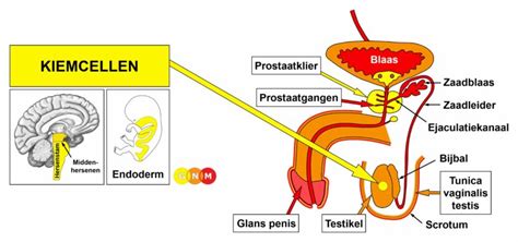Schema van de mannelijke anatomie met focus op de geslachtsorganen