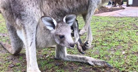 Illustratie van een babykangoeroe in de buidel en een aap die zijn jong draagt.