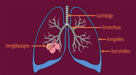 Diagram van de ontwikkeling van de longblaasjes