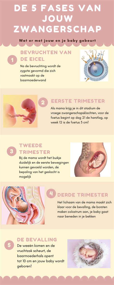Infographic met tijdsindicaties voor verschillende activiteiten na de bevalling