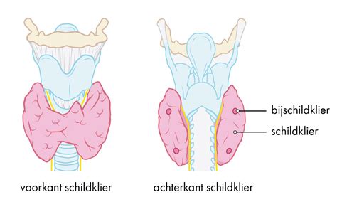 Grafische weergave van de schildklier in de hals.