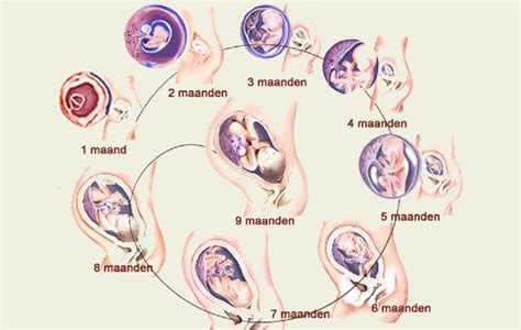 illustratie van een vroege zwangerschap met focus op baarmoeder en hormonen