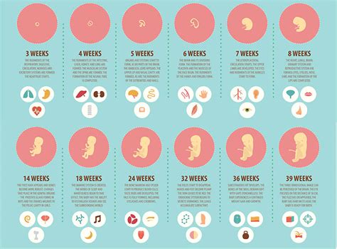 tijdlijn van babyontwikkeling per week in het derde trimester